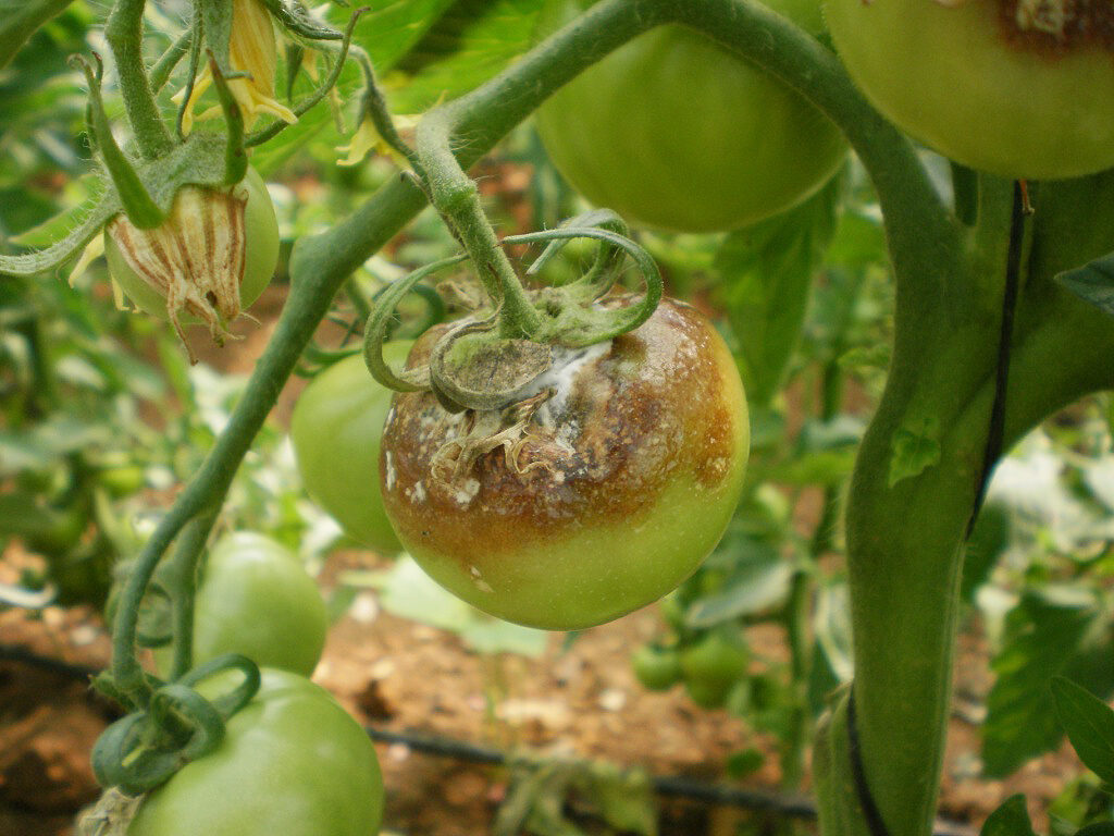 Tomate con Botrytis