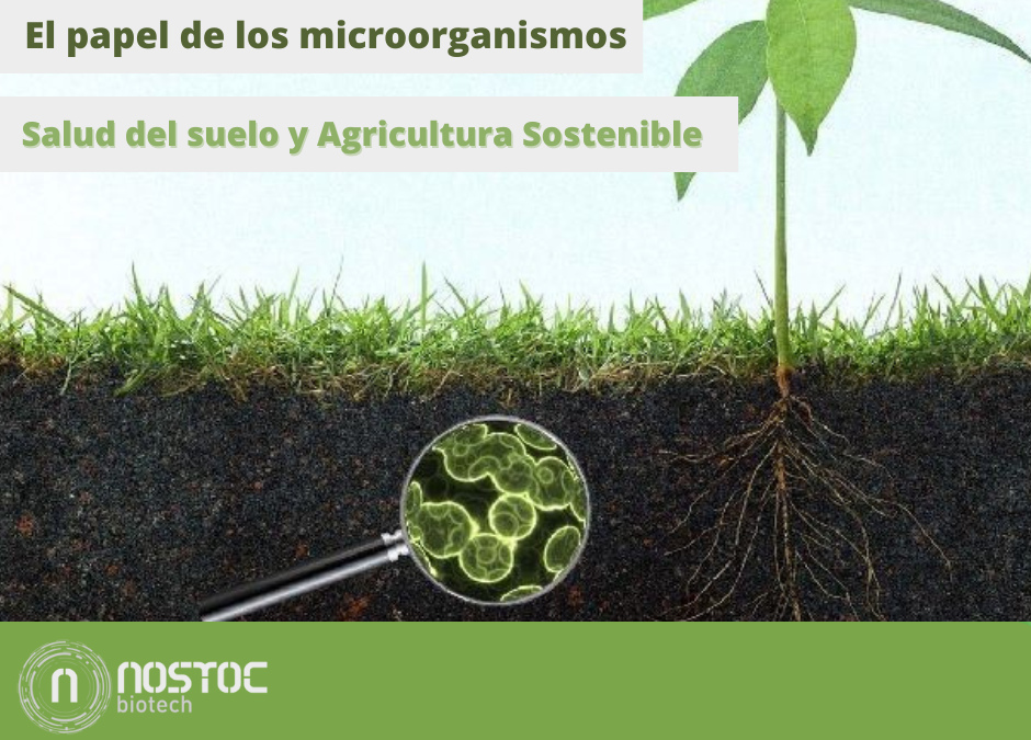 El Papel de los Microorganismos en la Salud del Suelo y la Agricultura Sostenible