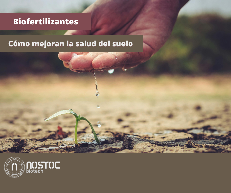 Cómo los Biofertilizantes Mejoran la Salud del Suelo