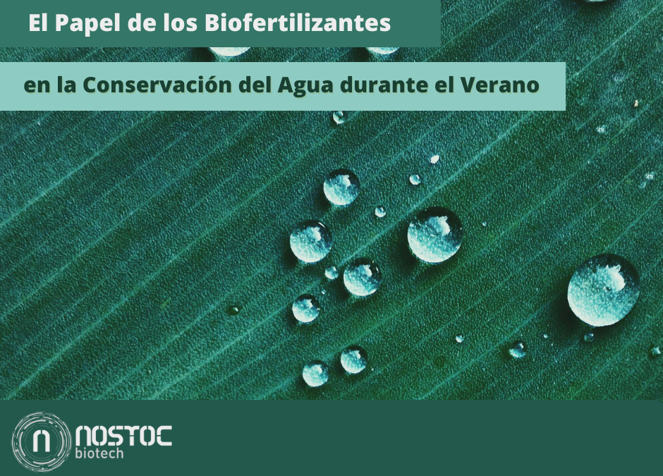 El Papel de los Biofertilizantes en la Conservación del Agua durante el Verano