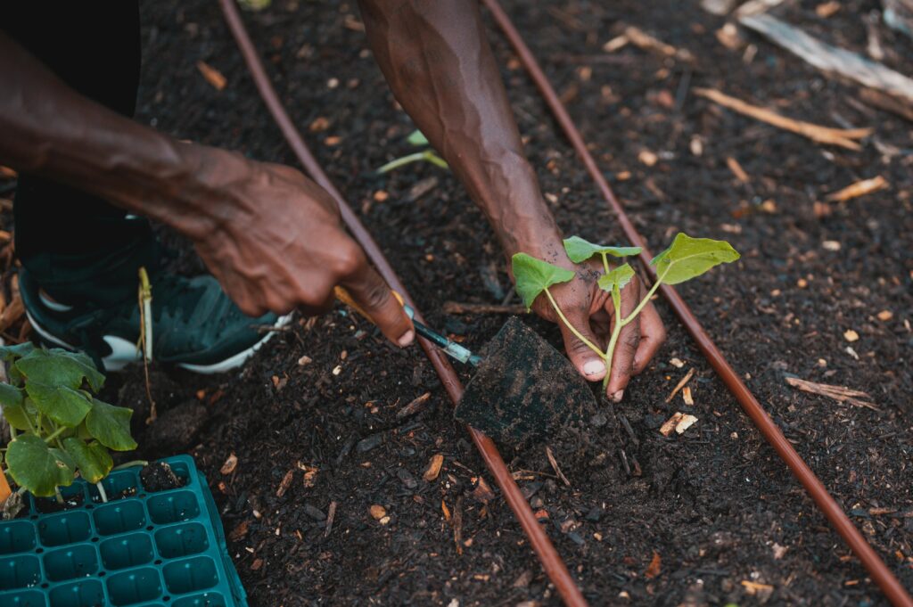 manos poniendo un plantón en la tierra