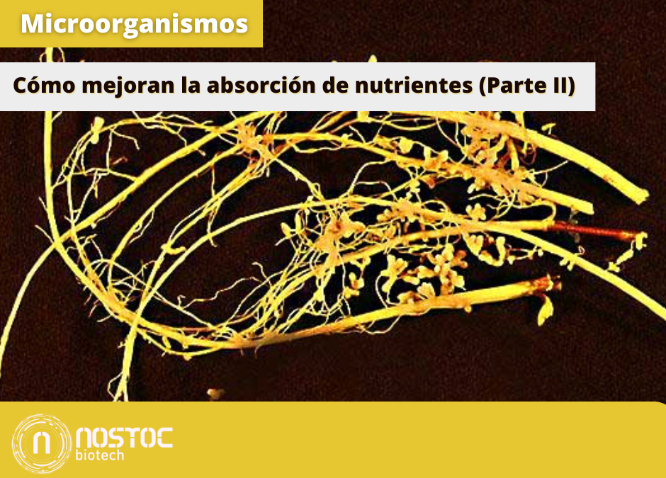 Cómo los Microorganismos Mejoran la Absorción de Nutrientes en las Plantas (Parte II)