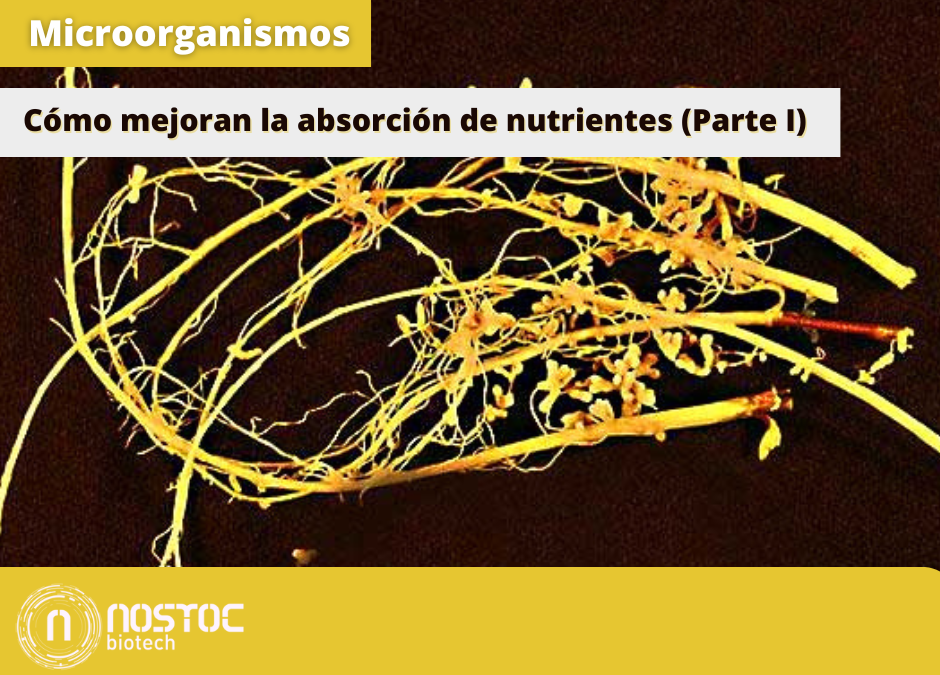 Cómo los Microorganismos Mejoran la Absorción de Nutrientes en las Plantas (Parte I)
