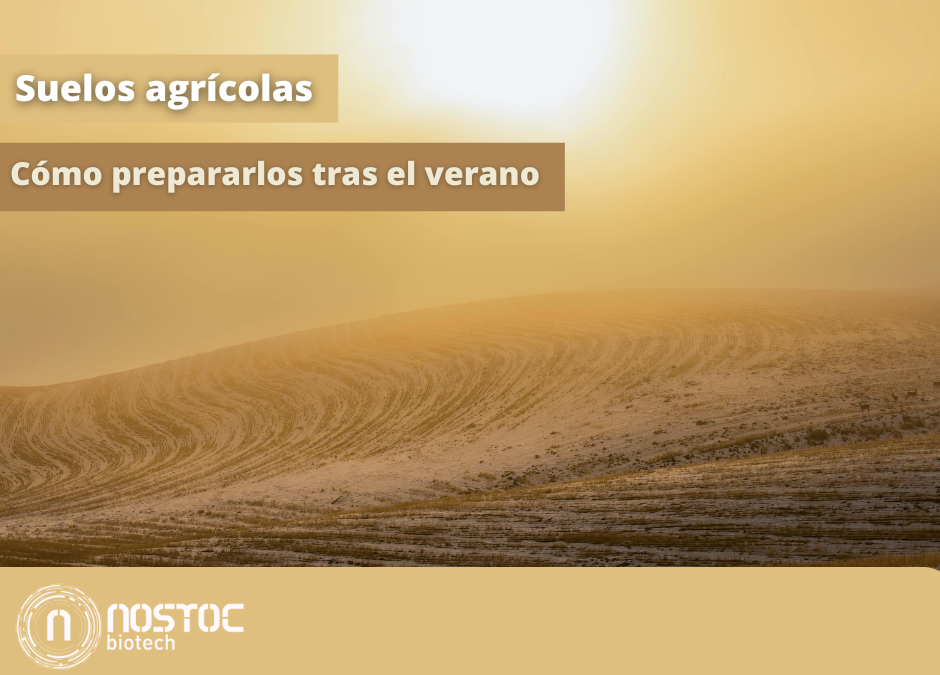 Cómo Recuperar y Preparar Suelos Agrícolas Después del Verano