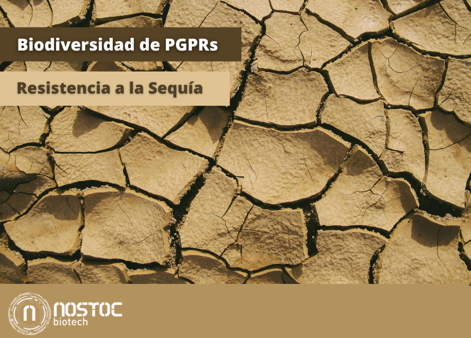 Importancia de la Biodiversidad de PGPR en la Resistencia a la Sequía