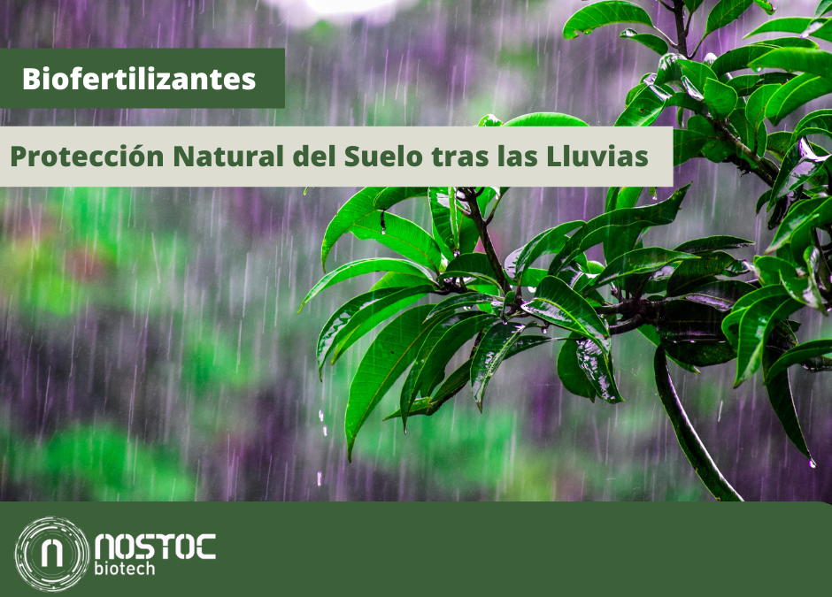 Biofertilizantes: Protección Natural del Suelo tras las Lluvias