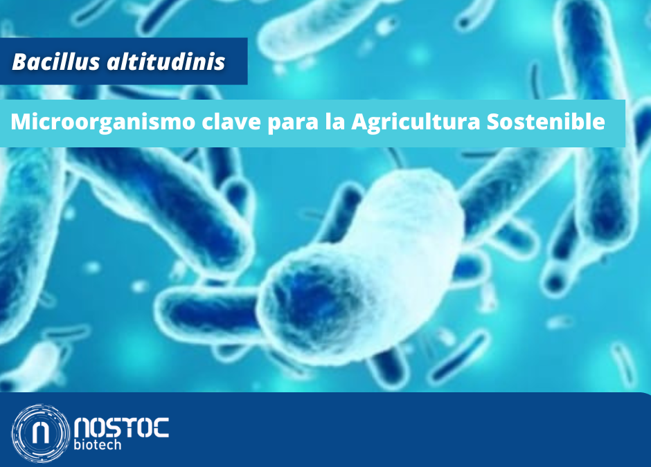 Bacillus altitudinis, un Microorganismo Clave para la Agricultura Sostenible