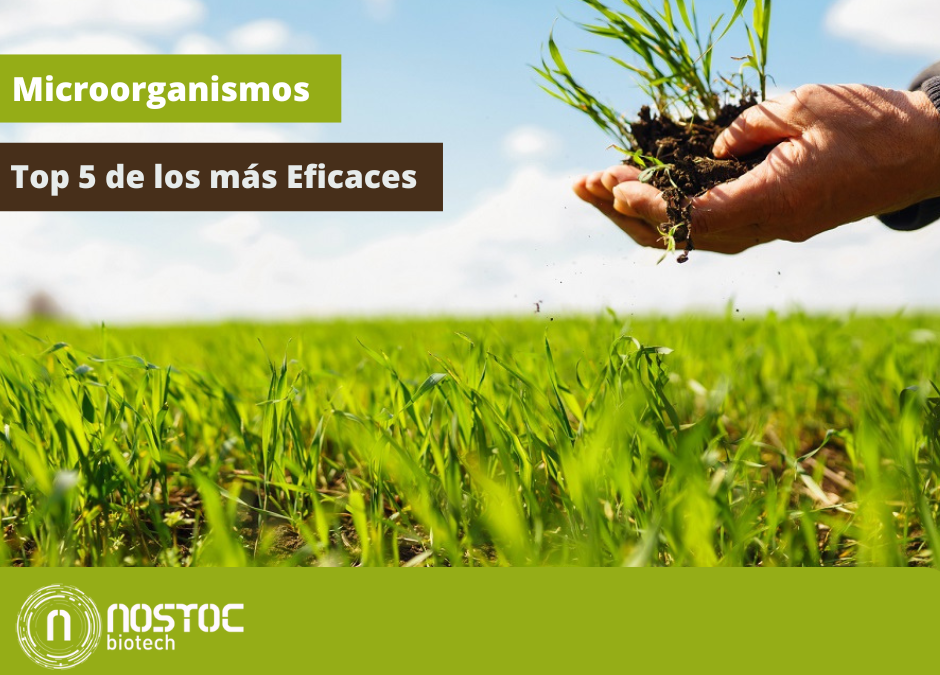 Top 5 de los Microorganismos más Eficaces en Agricultura