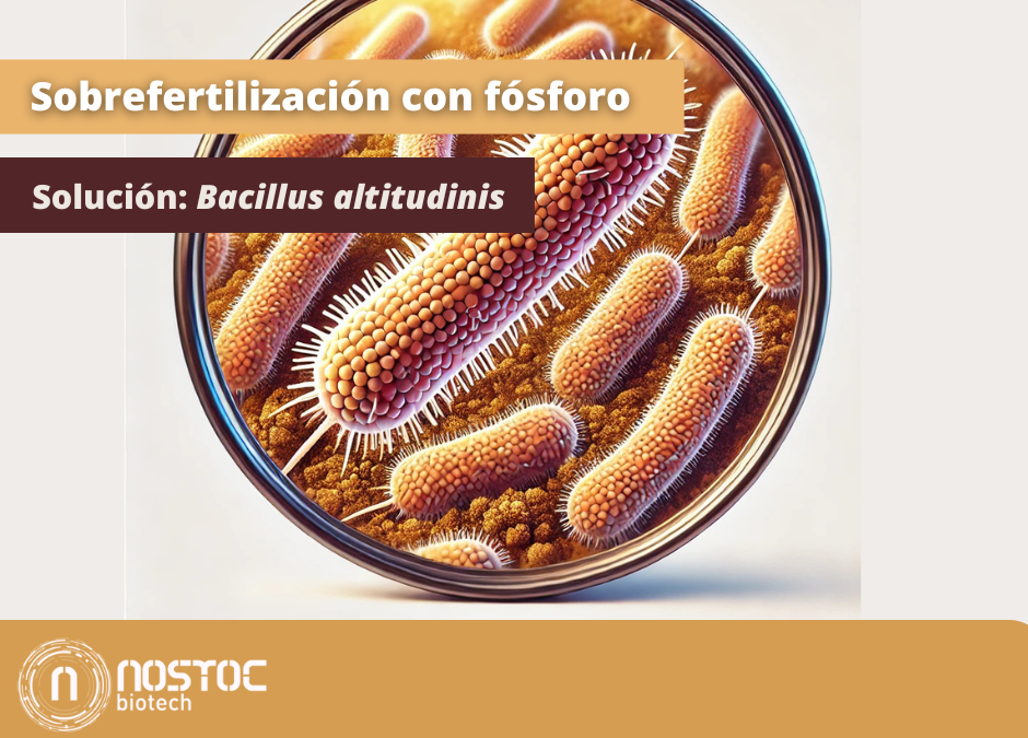 Sobrefertilización con fósforo: la solución de Bacillus altitudinis