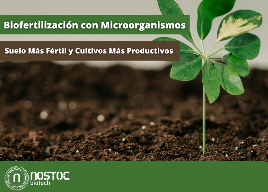 Biofertilización con microorganismos para mejorar la fertilidad del suelo y aumentar la productividad agrícola de forma sostenible