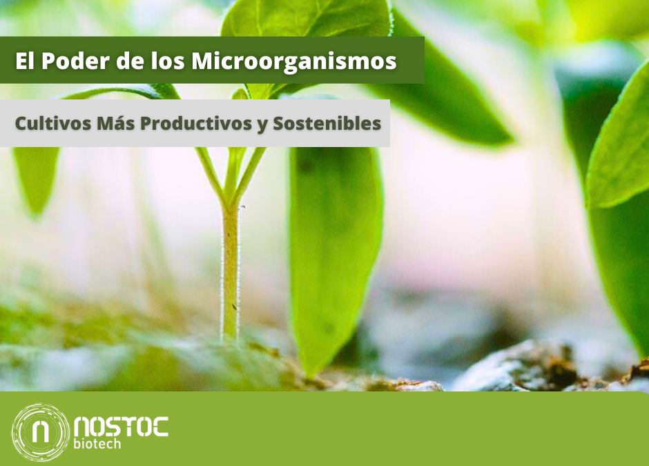 Microorganismos: El Secreto Natural para Cultivos Más Productivos y Sostenibles