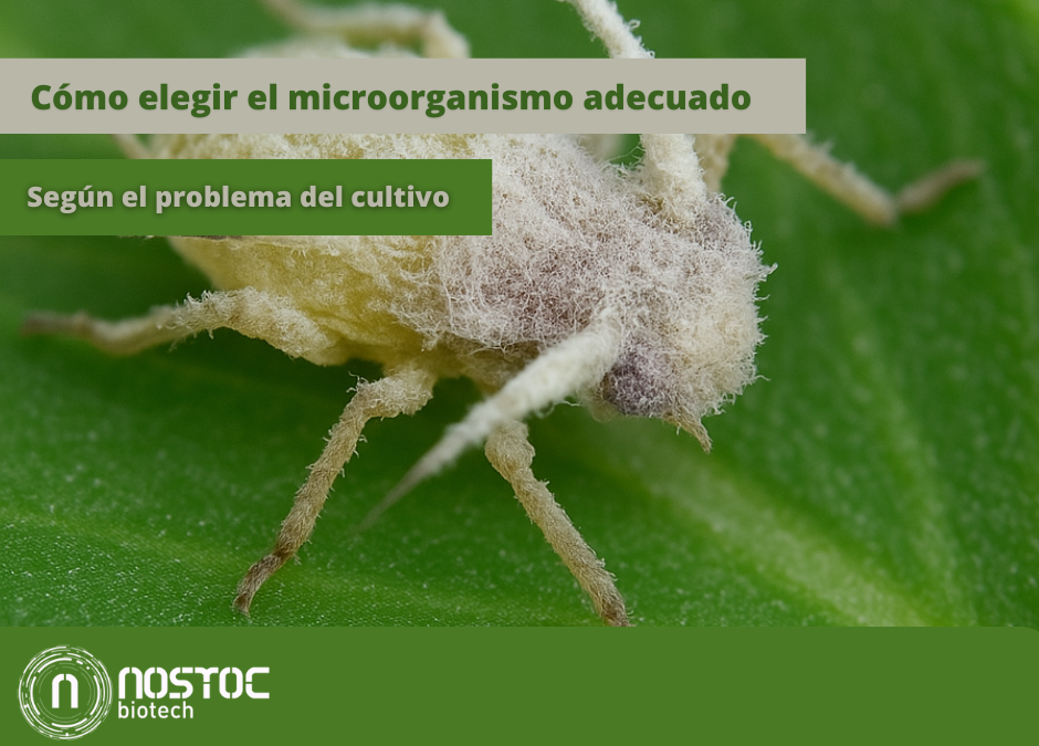 Cómo elegir el microorganismo adecuado según el problema del cultivo