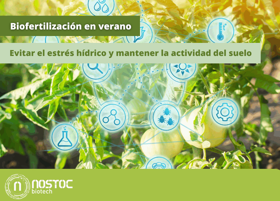 Aplicación de biofertilizantes con Bacillus altitudinis en cultivo hortícola durante el verano para prevenir el estrés hídrico y mantener la actividad del suelo.