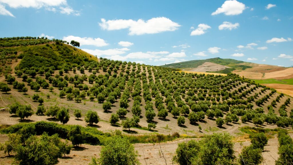 Olivo cultivado en suelo estructurado, ideal para aplicaciones de biofertilizantes con Bacillus altitudinis, Beauveria bassiana y micorrizas.