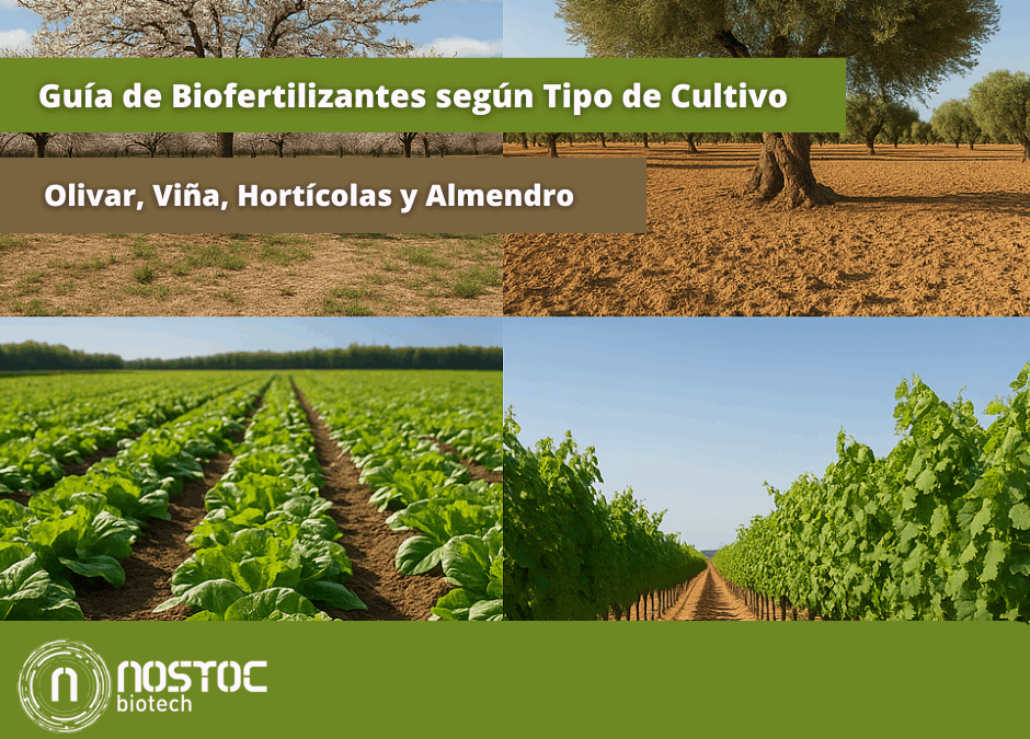 Composición visual dividida en cuatro secciones: almendro en flor (superior izquierda), olivar en ladera (superior derecha), viñedo en línea (inferior derecha) y cultivo hortícola en invernadero (inferior izquierda), representando los principales cultivos mediterráneos tratados en la guía de biofertilización.