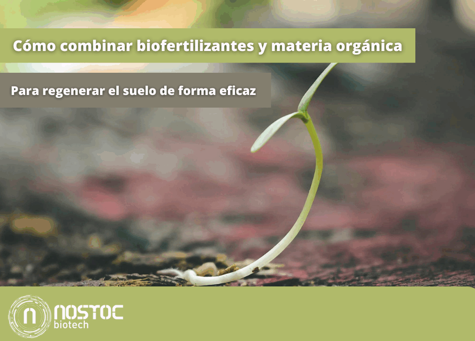 Cómo combinar biofertilizantes y materia orgánica para regenerar el suelo de forma eficaz