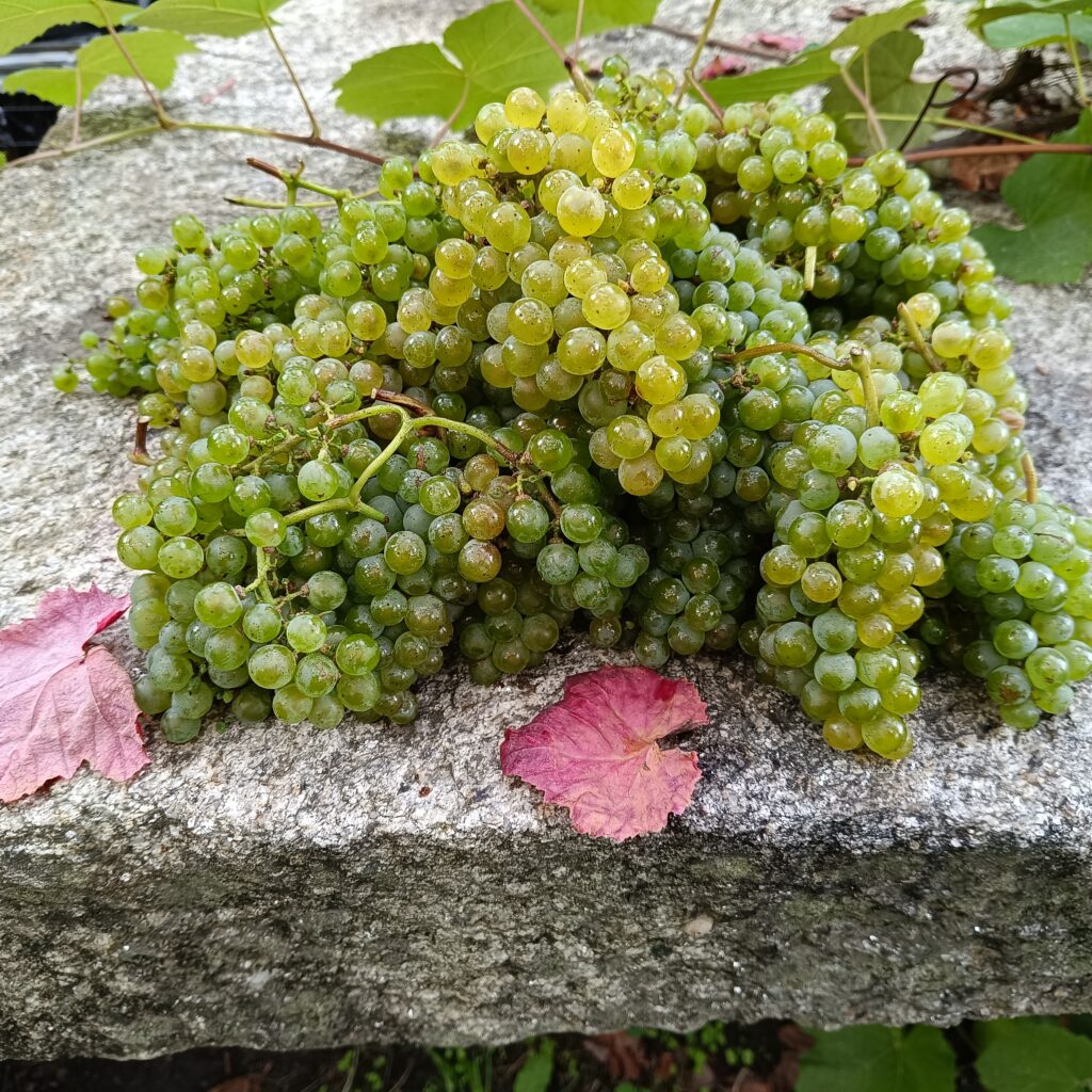 5 kg de uvas de la variedad Caíño Blanco