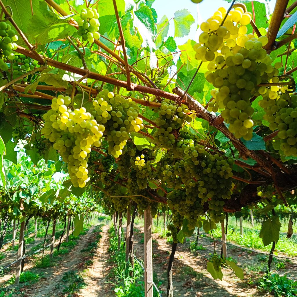 Uvas de la variedad Caíño Blanco 
