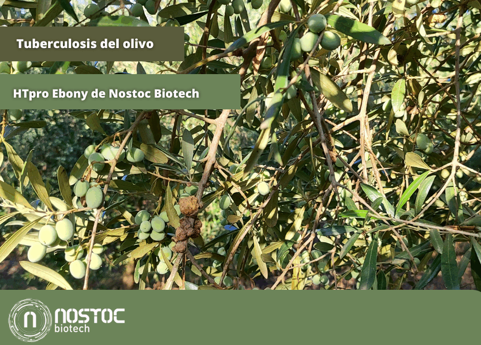 tuberculosis de olivo