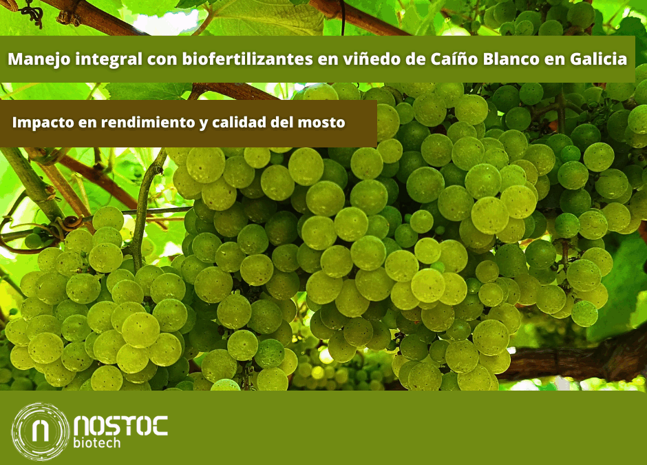 Ensayo en viñedo de Caíño Blanco en Galicia con manejo integral de biofertilizantes
