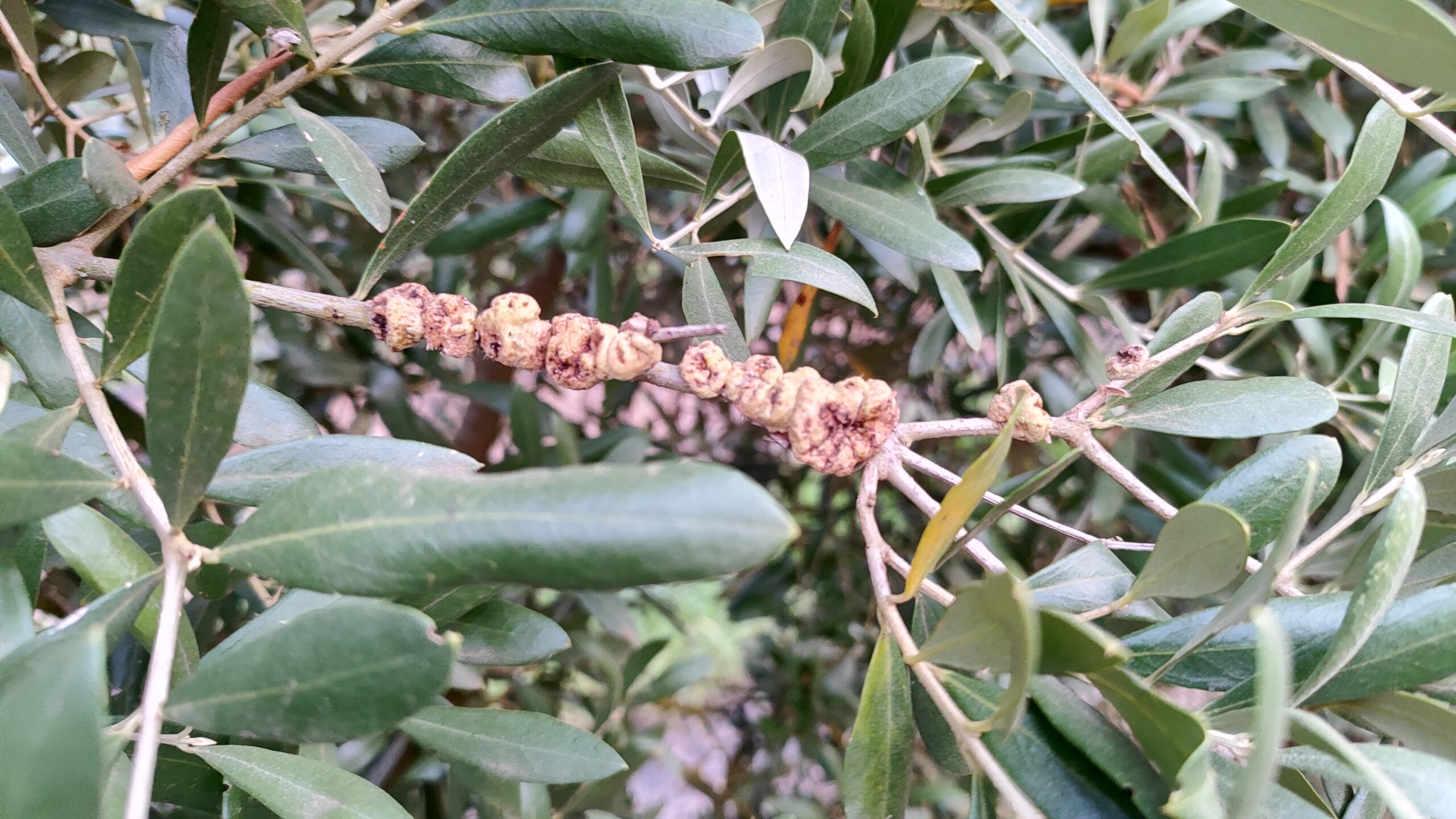 Tronco de olivo con agallas oscuras y deformaciones provocadas por la bacteria Pseudomonas savastanoi, enfermedad conocida como tuberculosis del olivo.