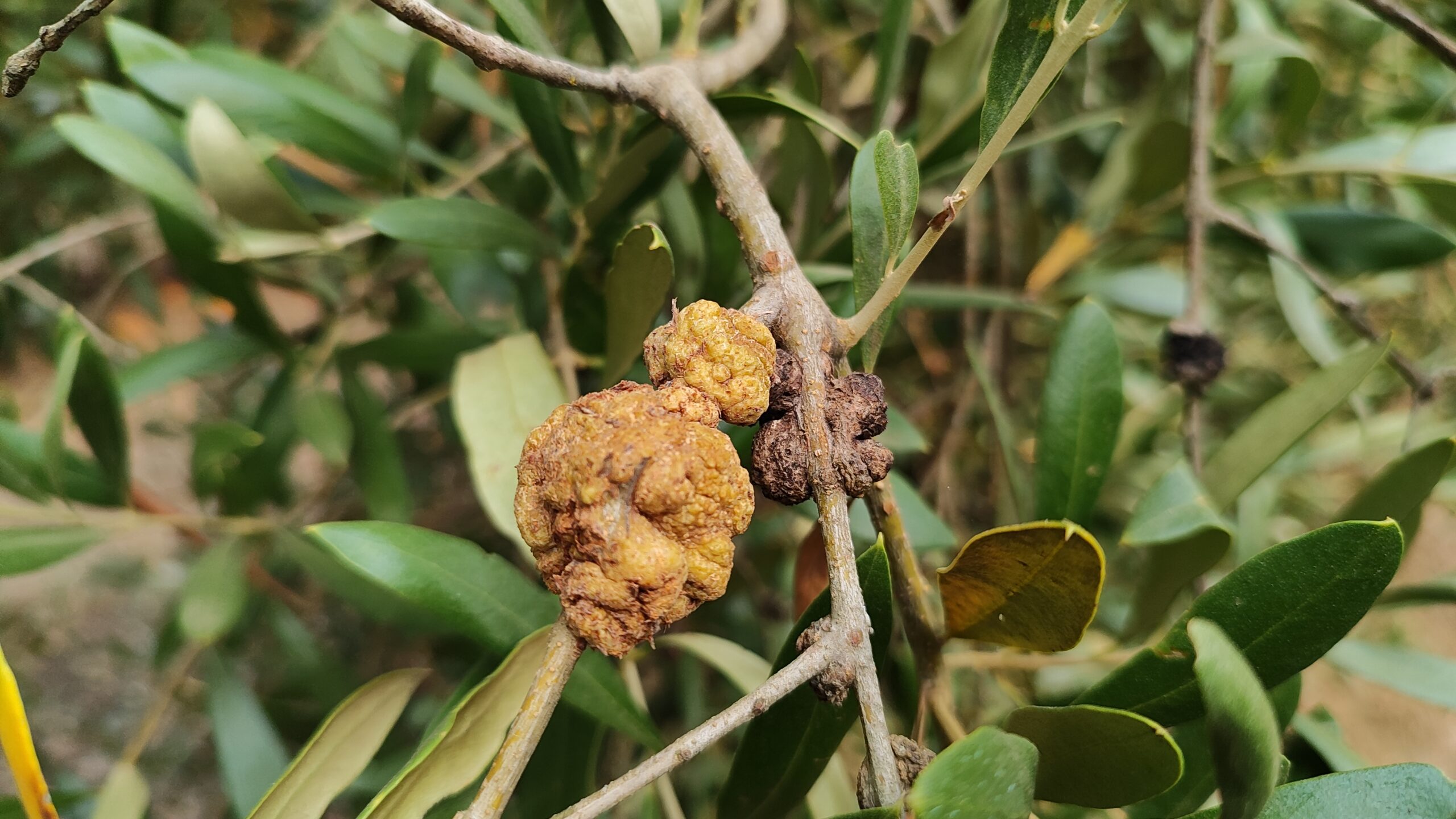 Detalle de agalla causada por Pseudomona savastanoi en rama de olivo, síntoma típico de la tuberculosis del olivo, enfermedad que debilita el árbol y reduce la producción.