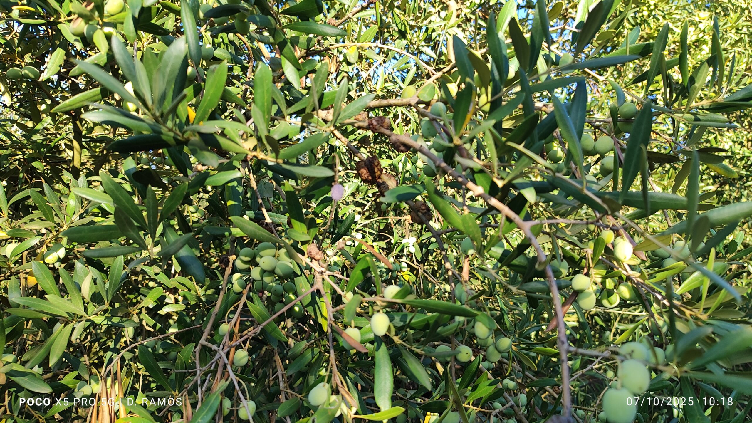 fertilizantes-y-abonos-para-olivos