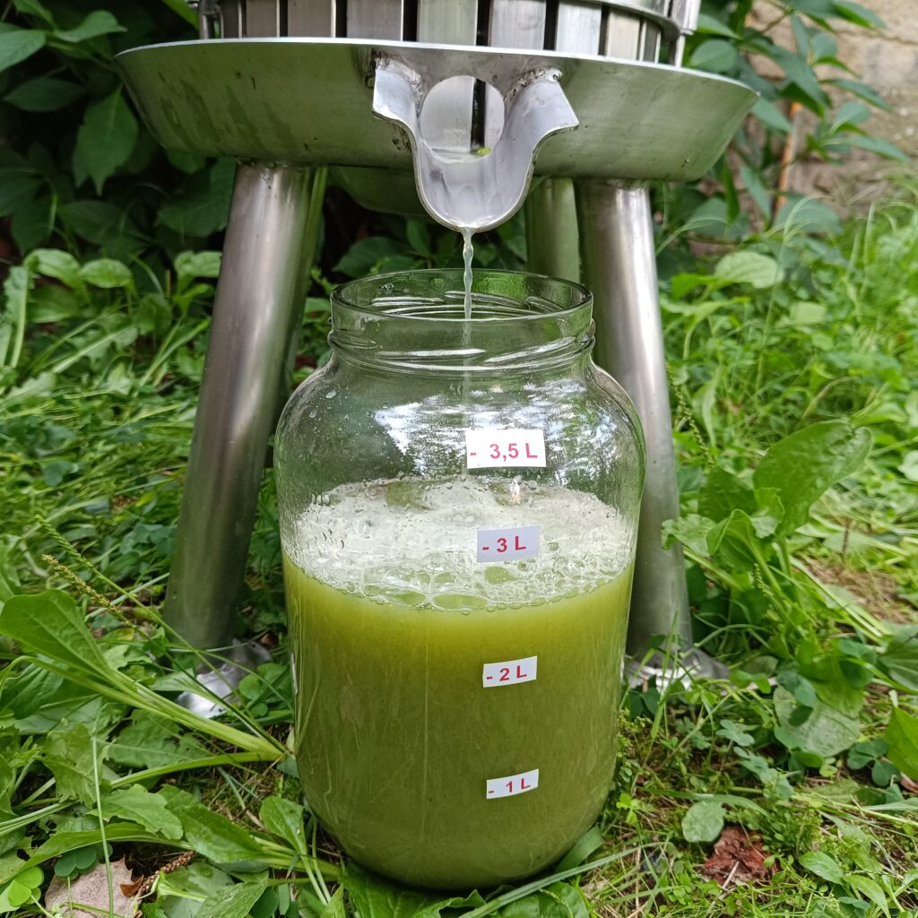 prensado de uvas Caíño Blanco