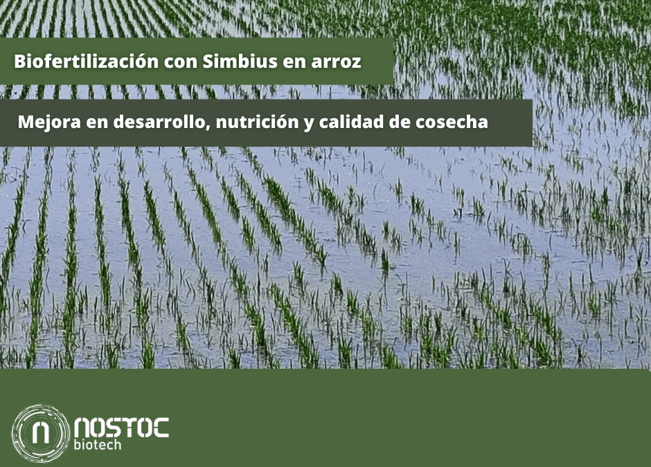 Biofertilización con SIMBIUS en arroz: Evidencias de mejora en desarrollo, nutrición y calidad de cosecha