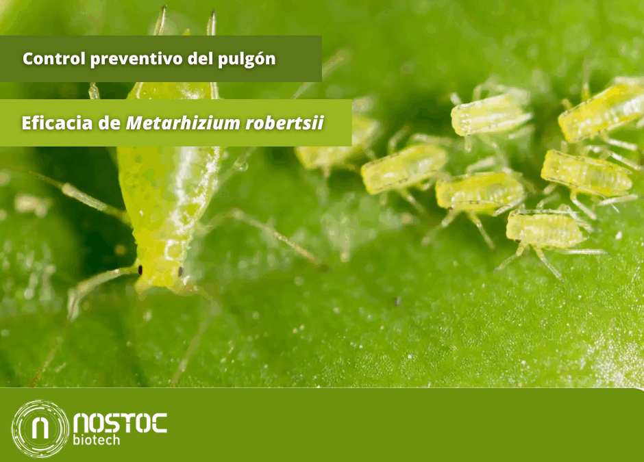 eficacia metarhizium pulgón