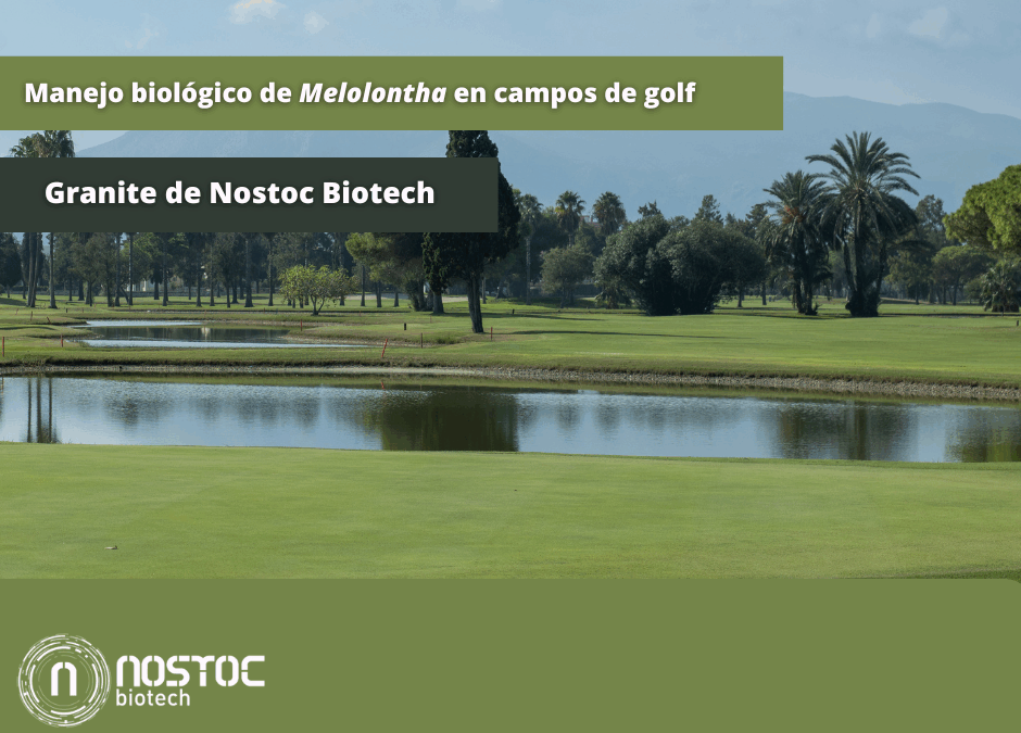 melolontha en cesped