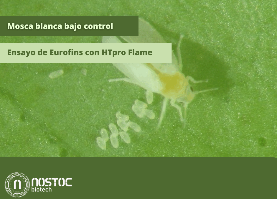 efecto de Metarhizium robertsii aplicado por riego en el manejo preventivo de mosca blanca