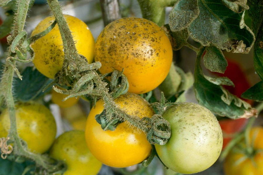 mosca blanca en tomate
