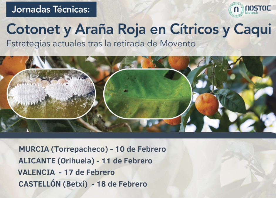 Alternativas al Movento: manejo del cotonet y la araña roja en cítricos y caqui
