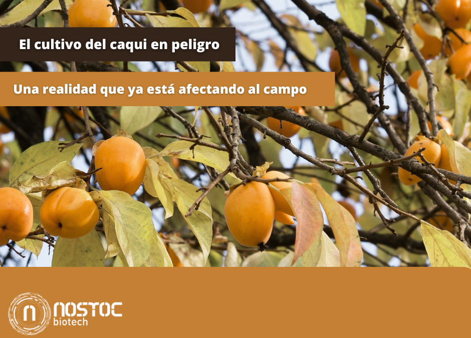 El cultivo del caqui en peligro: el 80% de los agricultores ya no tiene herramientas eficaces contra las plagas