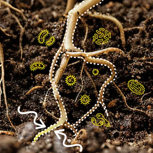 Cómo actúa el Índigo