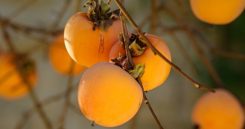 cultivo caqui