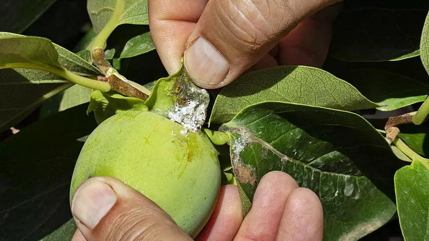 cotonet en caqui