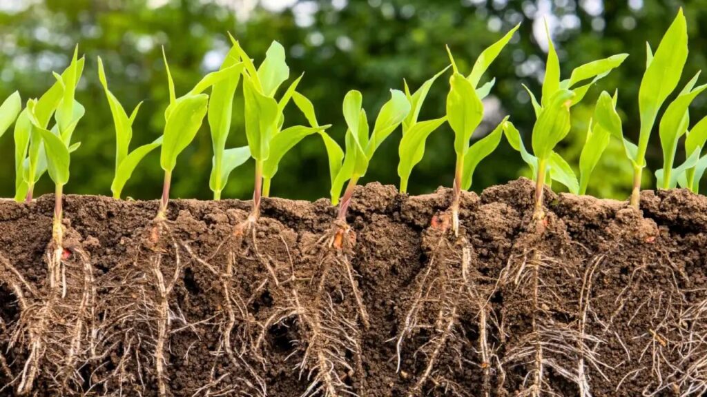 suelo agricultura microorganismos