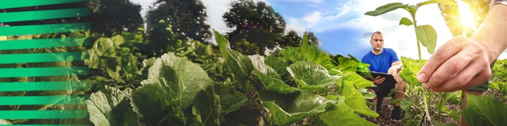 cultivo equilibrado alta producción agricultura sostenible