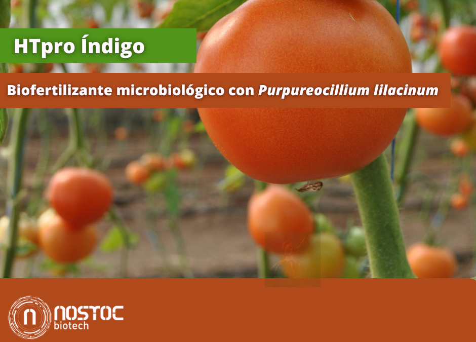 INDIGO biofertilizante microbiológico de Nostoc Biotech en cultivo agrícola
