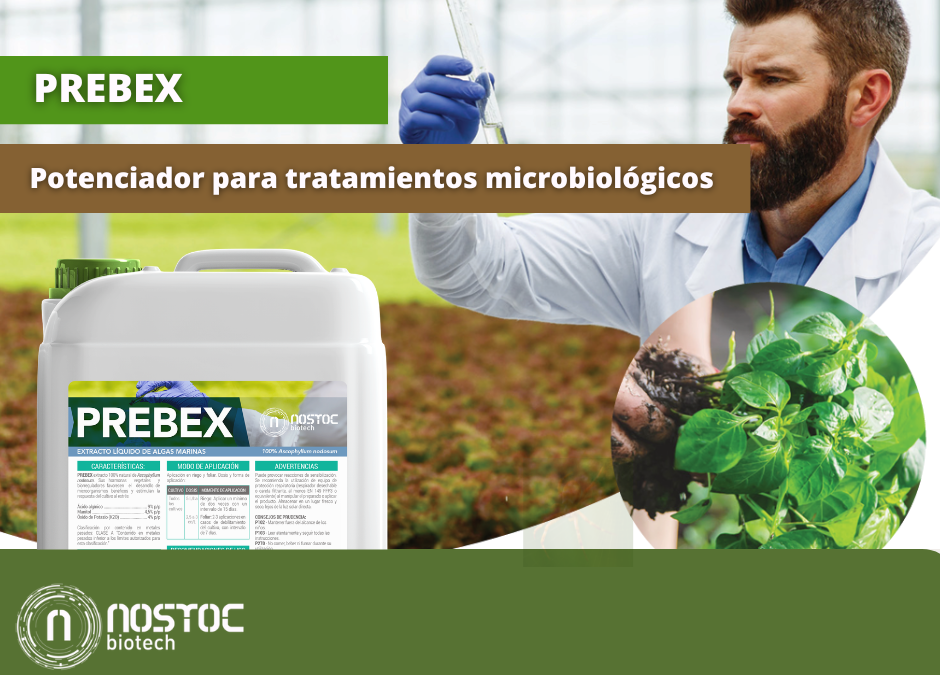 PREBEX de Nostoc Biotech potenciador para tratamientos microbiológicos en agricultura