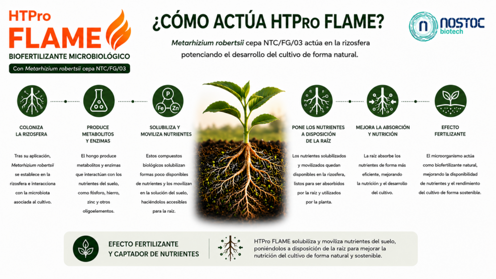 como actúa metarhizium