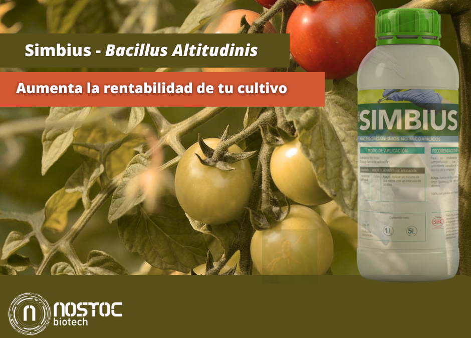 SIMBIUS biofertilizante para tomate