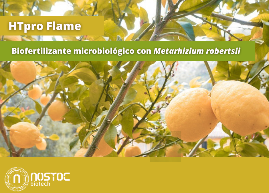 HTPro FLAME: el biofertilizante con Metarhizium robertsii que está revolucionando la microbiología agrícola