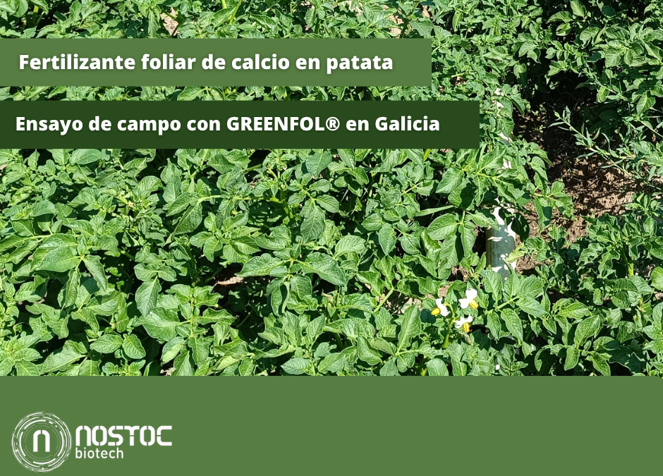 Fertilizante foliar de calcio en patata