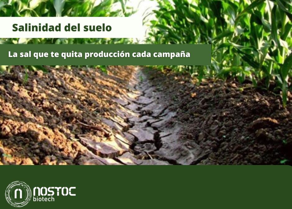 suelos salinos en agricultura