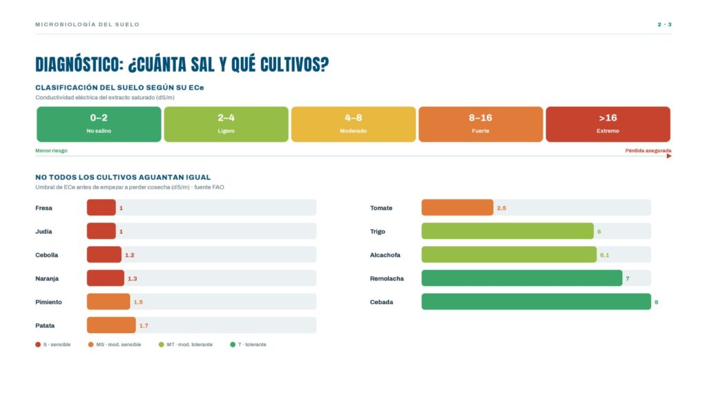 Clasificación del suelo según su ECe, de no salino (0–2 dS/m) a extremo (más de 16 dS/m), y comparativa del umbral de tolerancia a la sal de once cultivos, desde la fresa y la cebolla (muy sensibles) hasta el trigo y la cebada (tolerantes). Datos FAO
