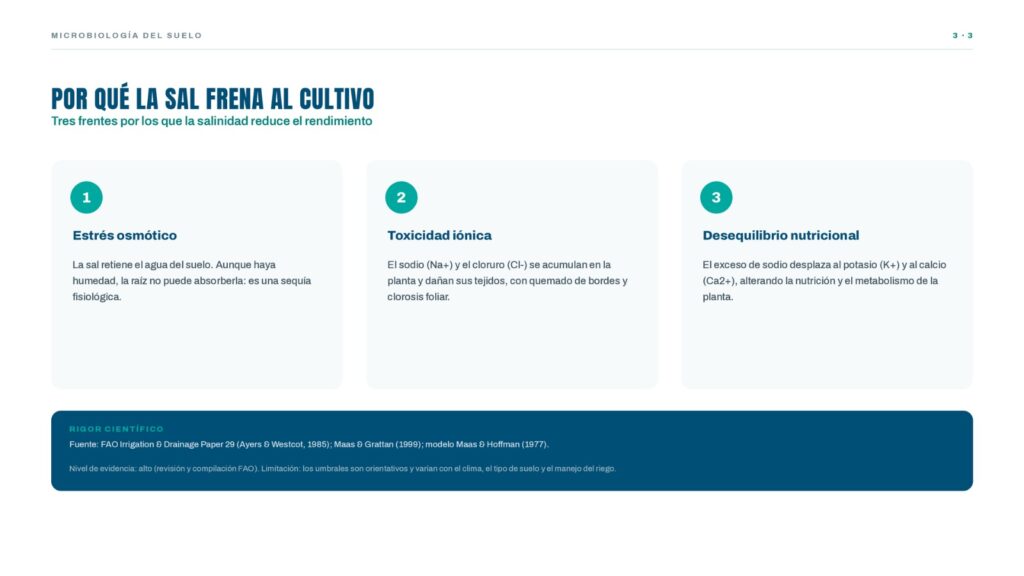 Los tres mecanismos por los que la salinidad del suelo reduce el rendimiento del cultivo: estrés osmótico (sequía fisiológica), toxicidad iónica por sodio y cloruro, y desequilibrio nutricional por desplazamiento de potasio y calcio