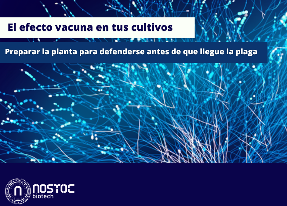 El efecto vacuna en tus cultivos: preparar la planta para defenderse antes de que llegue la plaga
